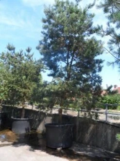 Grove Den, Solitair (Pinus Sylvestris) 24 Grove Den, Solitair (Pinus Sylvestris) -Groene Boom Winkel pinus sylvestris 350 400 450 c1000 1