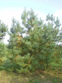 Grove Den, Solitair (Pinus Sylvestris) 25 Grove Den, Solitair (Pinus Sylvestris) -Groene Boom Winkel pinus sylvestris 400 1