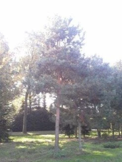 Grove Den (Pinus Sylvestris) -Groene Boom Winkel pinus sylvestris 60 70 1