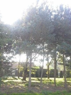 Grove Den (Pinus Sylvestris) -Groene Boom Winkel pinus sylvestris 60 70 2