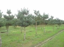Grove Den (Pinus Sylvestris) -Groene Boom Winkel pinus sylvestris opstam