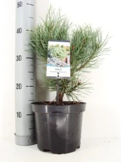 Grove Den (Pinus Sylvestris 'Watereri') -Groene Boom Winkel pinus sylvestris watereri c3 m
