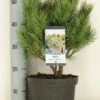 Grove Den (Pinus Sylvestris 'Watereri') -Groene Boom Winkel pinus sylvestris watereri c5 m