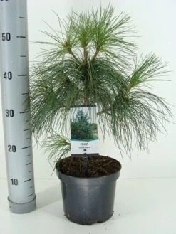 Treurden (Pinus Wallichiana) -Groene Boom Winkel pinus wallichiana c3 m