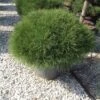 Zwarte Den (Pinus Nigra 'Marie Bregeon') -Groene Boom Winkel pinusnigramariebregeon02