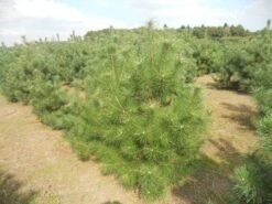 Grove Den, Solitair (Pinus Sylvestris) -Groene Boom Winkel pinussylv 125 150 13 9 2014