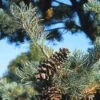 Bergden (Pinus Strobus 'Radiata') -Groene Boom Winkel pisradia 5