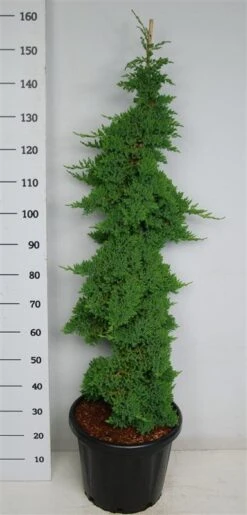 Jeneverbes (Juniperus Procumbens 'Nana') 8 Jeneverbes (Juniperus Procumbens 'Nana') -Groene Boom Winkel procumbensnana100 125