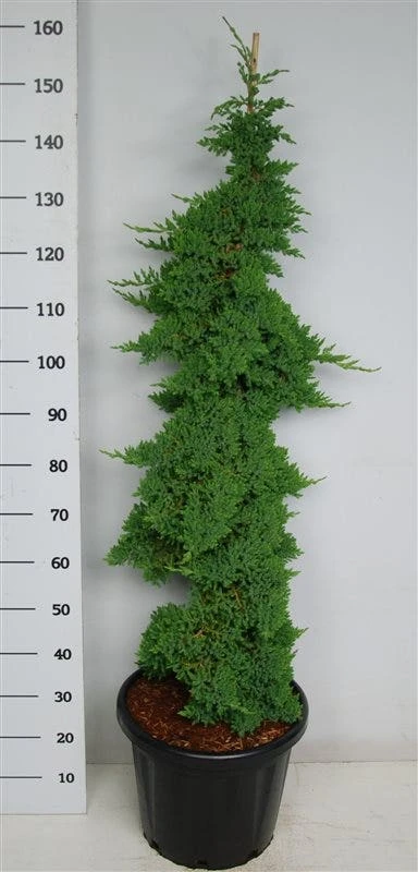 Jeneverbes (Juniperus Procumbens 'Nana') 4 Jeneverbes (Juniperus Procumbens 'Nana') - Afbeelding 4