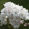 Japanse Sierkers Als Struik (Prunus Serrulata 'Amanogawa') -Groene Boom Winkel prunus amanogawa zuilsierkersv01
