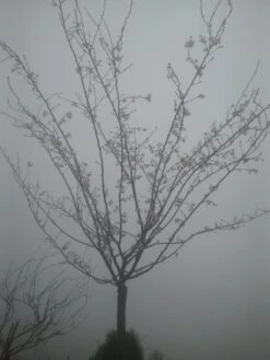 Japanse Sierkers (Prunus Subhirtella 'Autumnalis') -Groene Boom Winkel prunus autumnalis