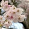 Roze Winterkers (Prunus Subhirtella 'Autumnalis Rosea') -Groene Boom Winkel prunus autumnalis01 1