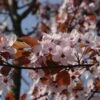 Rode Kerspruim Als Boom (Prunus Cistena) -Groene Boom Winkel prunus cestina