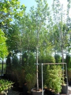 Amandelboom (Prunus Dulcis) 12 Amandelboom (Prunus Dulcis) -Groene Boom Winkel prunus dulcis 16 18ho cont