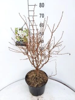 Sierkers (Prunus Incisa 'Kojou-no-mai') -Groene Boom Winkel prunus kojou no mai 60 70 cm c10 v01