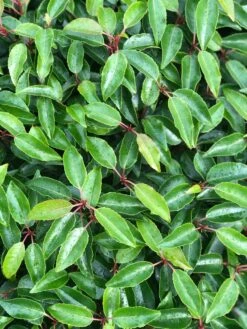 Portugese Laurier Als Grote Bolvorm (Prunus Lusitanica 'Angustifolia') -Groene Boom Winkel prunus l. angustifolia blad