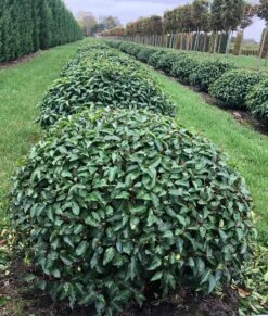 Portugese Laurier Als Grote Bolvorm (Prunus Lusitanica 'Angustifolia') -Groene Boom Winkel prunus l. angustifolia bol 2