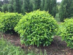 Portugese Laurier Als Grote Bolvorm (Prunus Lusitanica 'Angustifolia') -Groene Boom Winkel prunus lusitanica angustifolia 90 cm breed bol drkl