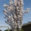 Japanse Sierkers Als Zuilboom (Prunus Serrulata 'Amanogawa') -Groene Boom Winkel prunus serrulata amanogawa