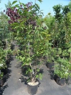 Sierkers, Struikvorm (Prunus Serrulata 'Kanzan') -Groene Boom Winkel prunus serrulata kanzan 150 175 200 c25