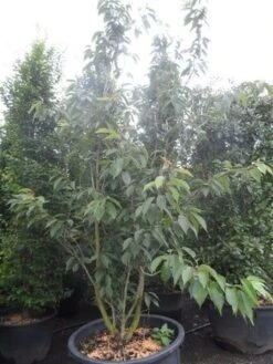 Sierkers, Struikvorm (Prunus Serrulata 'Kanzan') -Groene Boom Winkel prunus serrulata kanzan 250 300 c250