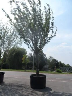 Japanse Sierkers (Prunus Serrulata 'Kanzan') -Groene Boom Winkel prunus serrulata kanzan 90 100ho c1500