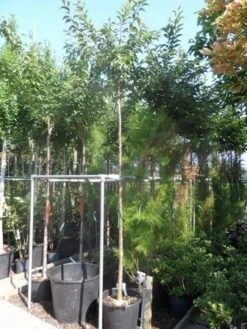 Japanse Sierkers (Prunus Subhirtella 'Autumnalis') -Groene Boom Winkel prunus subhirtella autumnalis 10 12ho cont