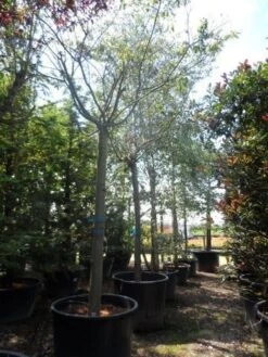 Japanse Sierkers (Prunus Subhirtella 'Autumnalis') -Groene Boom Winkel prunus subhirtella autumnalis 30 35 40ho c350