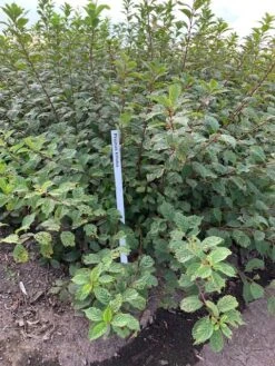 Amandelboompje Als Struik (Prunus Triloba) -Groene Boom Winkel prunus triloba 1