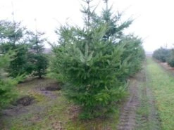 Douglasspar (Pseudotsuga Menziessii) 11 Douglasspar (Pseudotsuga Menziessii) -Groene Boom Winkel pseudotsuga menziesii 300 400 200 300 002