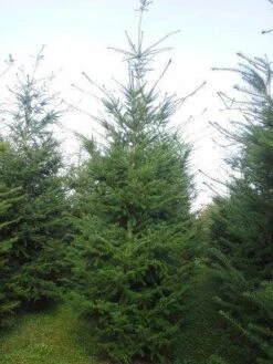 Douglasspar (Pseudotsuga Menziessii) 8 Douglasspar (Pseudotsuga Menziessii) -Groene Boom Winkel pseudotsuga menziesii 400 450 1