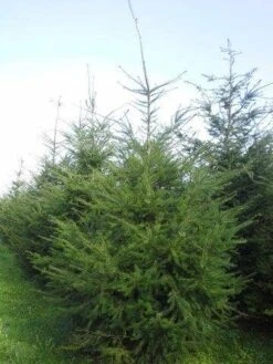 Douglasspar (Pseudotsuga Menziessii) 10 Douglasspar (Pseudotsuga Menziessii) -Groene Boom Winkel pseudotsuga menziesii 400 450 2