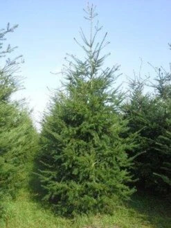 Douglasspar (Pseudotsuga Menziessii) 9 Douglasspar (Pseudotsuga Menziessii) -Groene Boom Winkel pseudotsuga menziesii 400 450 4