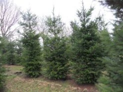 Douglasspar (Pseudotsuga Menziessii) 13 Douglasspar (Pseudotsuga Menziessii) -Groene Boom Winkel pseudotsuga menziesii 500