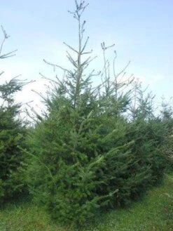 Douglasspar (Pseudotsuga Menziessii) 12 Douglasspar (Pseudotsuga Menziessii) -Groene Boom Winkel pseudotsuga menzisii 400 450