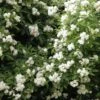 Klimroos (Rosa Banksiae 'Purezza') -Groene Boom Winkel purezza lr