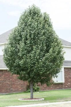 Chinese Sierpeer (Pyrus Calleryana 'Chanticleer') -Groene Boom Winkel pyrus calleryana
