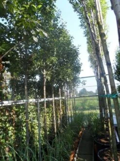 Chinese Sierpeer (Pyrus Calleryana 'Chanticleer') -Groene Boom Winkel pyrus calleryana chanticleer 12 14ho cont