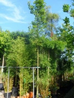 Chinese Sierpeer (Pyrus Calleryana 'Chanticleer') -Groene Boom Winkel pyrus calleryana chanticleer 16 18ho cont