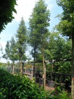 Chinese Sierpeer (Pyrus Calleryana 'Chanticleer') -Groene Boom Winkel pyrus calleryana chanticleer 20 25ho c200