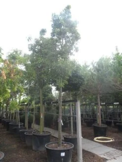 Chinese Sierpeer (Pyrus Calleryana 'Chanticleer') -Groene Boom Winkel pyrus calleryana chanticleer 25 30ho c285 1