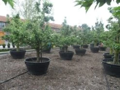 Wilde Perenboom (Pyrus Communis) -Groene Boom Winkel pyrus communis eetpeer in soorten oude vormboom c500