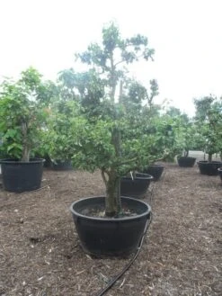 Wilde Perenboom (Pyrus Communis) -Groene Boom Winkel pyrus communis eetpeer in soorten oude vormboom c500 2