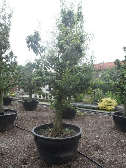 Wilde Perenboom (Pyrus Communis) - Afbeelding 14
