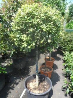 Steeneik Op Stam (Quercus Ilex) -Groene Boom Winkel quercus ilex halfstam c50 bol