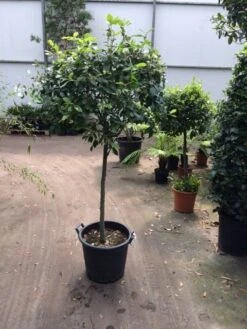 Steeneik Op Stam (Quercus Ilex) -Groene Boom Winkel quercus ilex op 80 cm stam 1