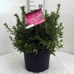 Japanse Azalea (Rhododendron 'Madame Van Hecke') -Groene Boom Winkel r. aj mme van hecke c10