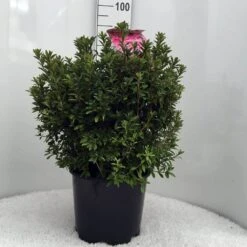 Japanse Azalea (Rhododendron 'Madame Van Hecke') -Groene Boom Winkel r. aj mme van hecke c15