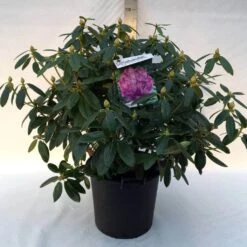 Rhododendron (Rhododendron Catawbiense 'Grandiflorum') -Groene Boom Winkel r. cat. grandiflorum c30
