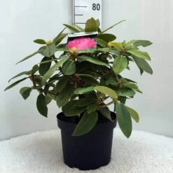 Rhododendron (Rhododendron 'Germania') -Groene Boom Winkel r. germania c10 50 cm